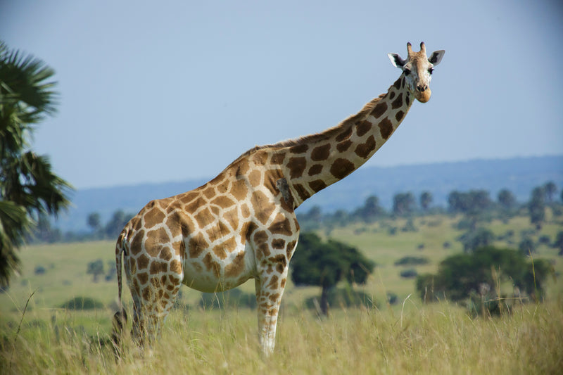The Northern Giraffe