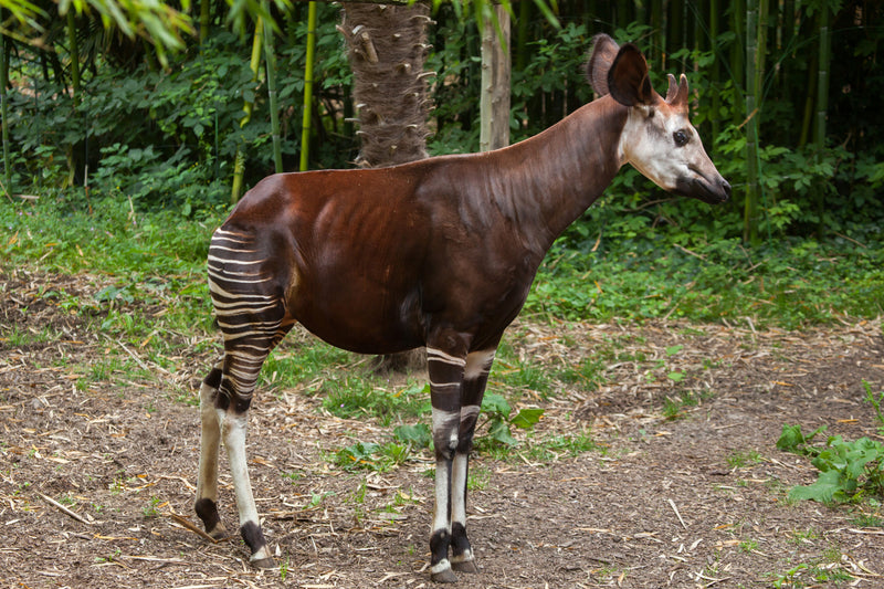 The Okapi