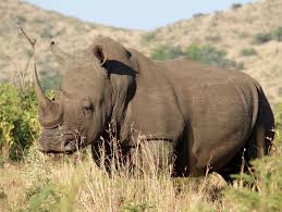 The Northern White Rhino