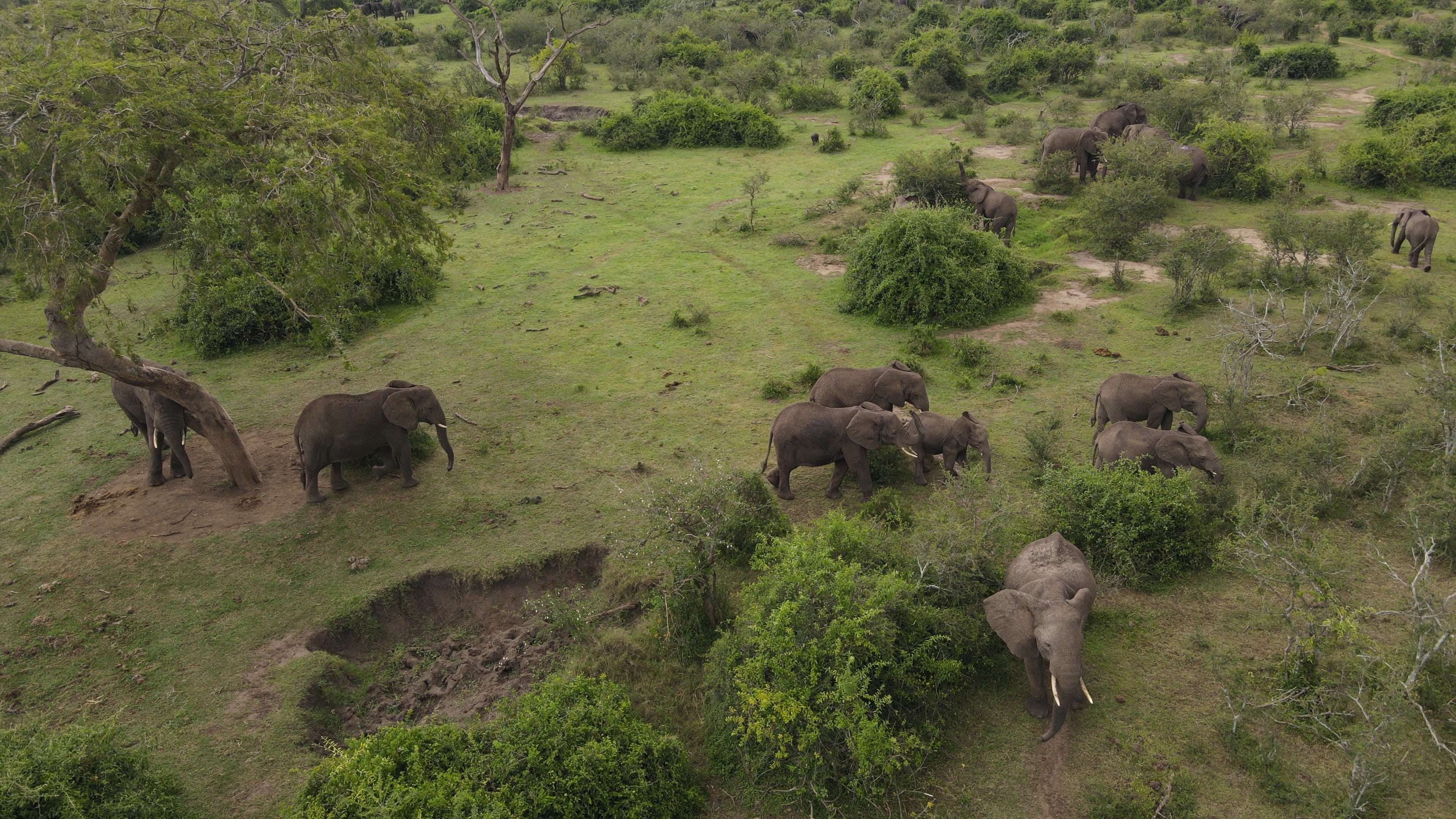 thewildlifecorridor